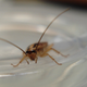 Image for article titled Roaches Are Getting Harder and Harder to Kill